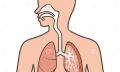 illustration-respiratory-system-vector-original-paintings-drawing-77397462