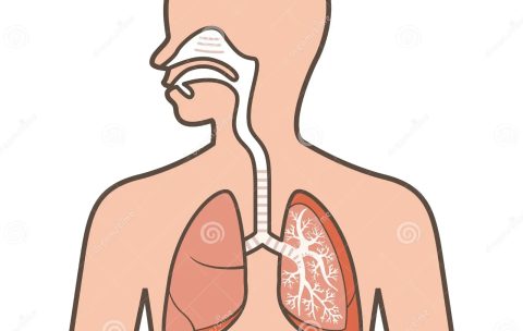 illustration-respiratory-system-vector-original-paintings-drawing-77397462