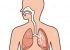 illustration-respiratory-system-vector-original-paintings-drawing-77397462